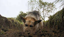 Racko - Ein Hund für alle Fälle (24)