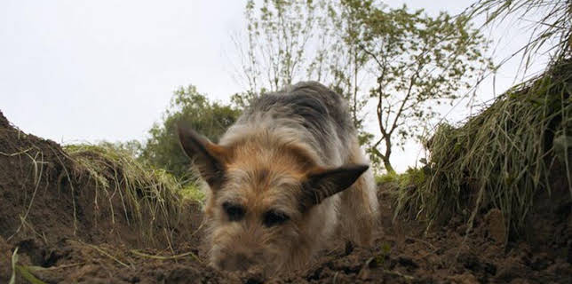 06:40: Racko - Ein Hund für alle Fälle (24) | MDR Fernsehen | 11/22 2025
