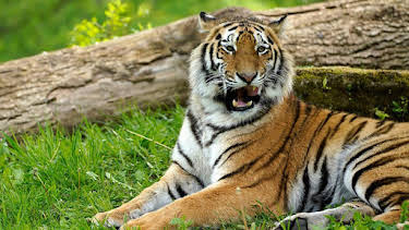 9:30 AM: Animal Park | BBC One Channel Islands | 7/21 2026