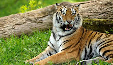 Animal Park (7)