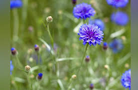 Heroes and Legends: The Most Influential Characters of Literature: Celie--A Woman Who Wins Through