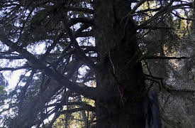 Alone- Season 1: The Freeze