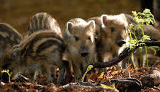 Erlebnis Erde: Unsere Wälder -  Netzwerk der Tiere