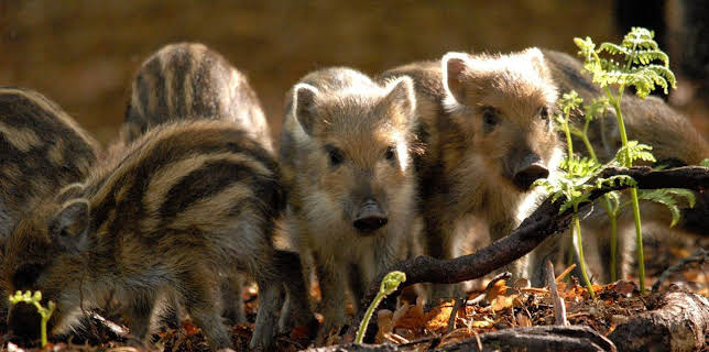 17:15: Erlebnis Erde: Unsere Wälder -  Netzwerk der Tiere | WDR Fernsehen | 11/9 2025