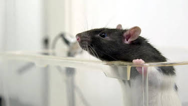 10:00 PM: Conaltradh Creutairean/Wild Talk (S1 E5) (S1) | BBC Alba | 2/5 2026