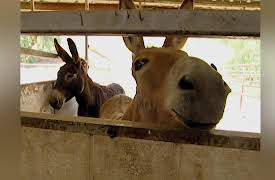 Real Chance of Love: Episode 4