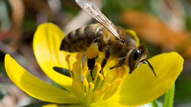 14:00: die nordstory - Mit Herz und Seele für die Bienen | Radio Bremen | 5/18 2026