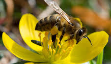 die nordstory - Mit Herz und Seele für die Bienen