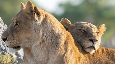 2:05 AM: Big Cats 24/7 (S2) | BBC Two | 3/28 2026