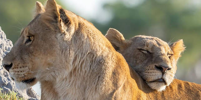 5:00 PM: Big Cats 24/7 (S2) | BBC Two | 3/29 2026