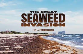 Breakthrough: The Great Seaweed Invasion