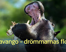 Okavango - drömmarnas flod