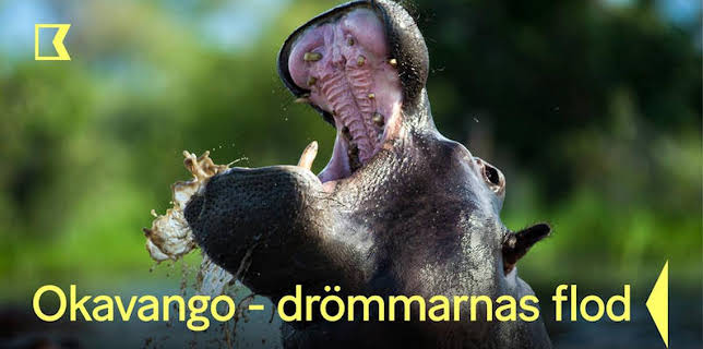 17:30: Okavango - drömmarnas flod | Kunskapskanalen | 4/6 2026