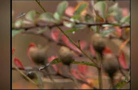 Pioneers of the Spirit: -04