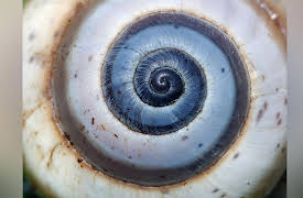 The Joy of Mathematics: The Joy of Fibonacci Numbers