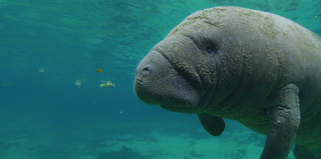 America's National Parks (Classic)