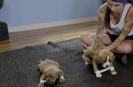 Pit Bulls & Parolees: Found a Forever Home: Swimmers Syndrome Pups