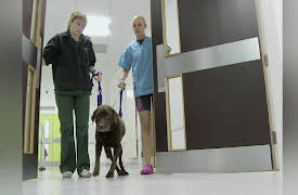 Animal ER: An Unruly Challenge