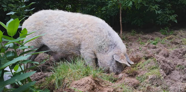 07:40: Saved By The Barn (S1 E9) (S1) | Animal Planet | 11/25 2025