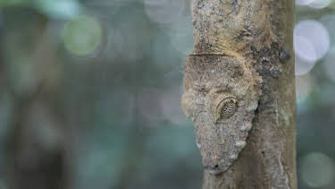 00:00: Extinct Or Alive (S1 E6) (S1) | Animal Planet | 4/14 2026