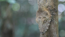 Extinct Or Alive (S1 E6)