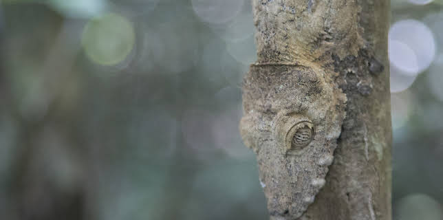 19:00: Extinct Or Alive (S1 E6) (S1) | Animal Planet | 11/30 2025