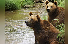 Project Grizzly Season 1: Bears On The Run