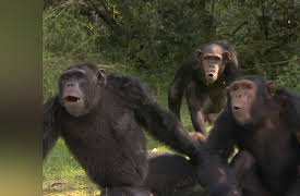 Escape to Chimp Eden Season 1: -5