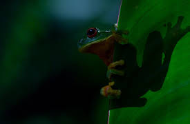Earthsounds: Australian Forests