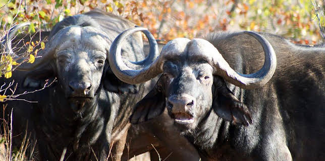 11:05 AM: Deadly 60 (S3) | CBBC | 3/23 2026