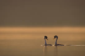 The Secret Lives of Animals: Finding a Partner