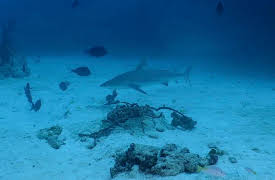 Shark Dive TV: Endangered Angel Sharks in California's Channel Islands