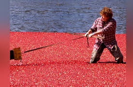 Pitchin' In: Cranberries