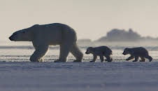 Frozen Planet (S1 E2)