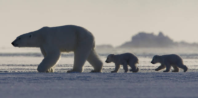 4:00 PM: Frozen Planet (S1 E2) (S1) | Yesterday | 12/31 2025