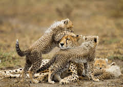 Dr. Jeff: Rocky Mountain Vet