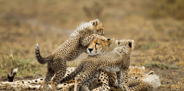 01:30: Tanked: On Call (S1 E1) (S1) | Animal Planet | 10/30 2025