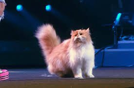 The Big Stage: Fanciful Felines, Elegant Strength and Tightrope Trampoline