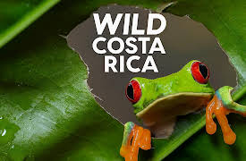 Wild Costa Rica: Wild Costa Rica