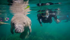 Das Überleben der Langsamsten