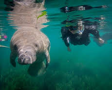 Das Überleben der Langsamsten