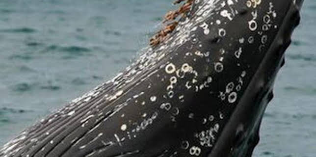 06:46: Misterios de la naturaleza: Secuestrado por una ballena | Discovery Max | 1/18 2026