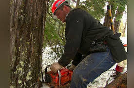 Risk Takers: Loggers