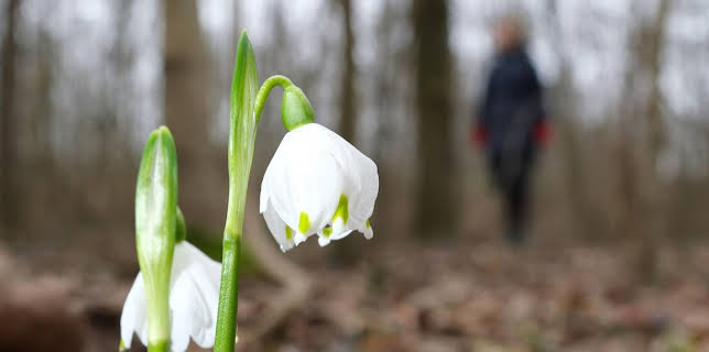 10:00: Schnittgut. Alles aus dem Garten | ARD Alpha | 2/26 2026