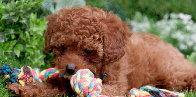 17:20: Rosin og Bolle: Bolle og regnbuetauet | NRK Super | 12/23 2025