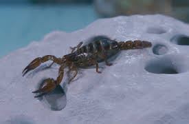 Iron Chef: Mexico: Un menú con muchas patas