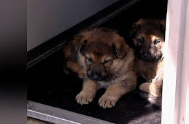 Send In The Dogs: Send in the Dogs Uk