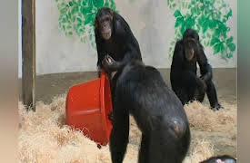 Monkey Life: Monkey Life   8