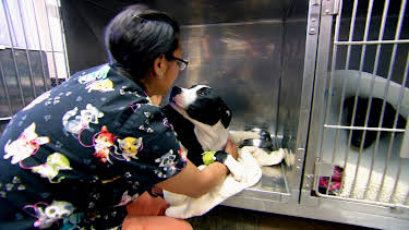 09:30: Dr. Jeff: Rocky Mountain Vet (S2 E8) (S2) | Animal Planet | 12/24 2025