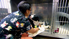 Dyrlegen i Rocky Mountain (S2 E8)